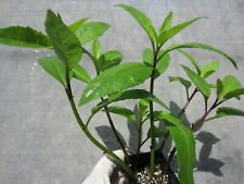 Rooted plants pot for sale  Fort Lauderdale