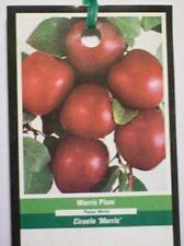 Morris plum fruit for sale  Ben Wheeler
