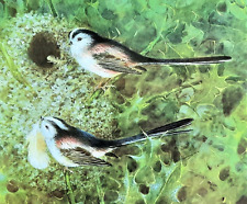 Long tailed tits for sale  NELSON