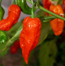 Bhut jolokia red for sale  Shipping to Ireland