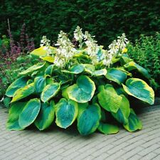 Hosta sieboldiana frances d'occasion  Luzech