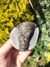 Belemnite phragmacone ammonite for sale  REDCAR