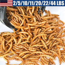 Bulk dried mealworms for sale  Ontario
