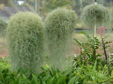 Spanish moss air for sale  DRONFIELD