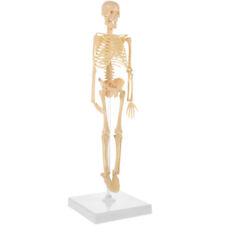 Anatomy skeleton model for sale  Shipping to Ireland