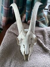 Goat skull horns for sale  TARBERT