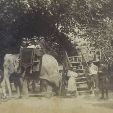 zoo antwerpen d'occasion  Expédié en Belgium