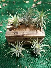 Tillandsia ionantha air for sale  Canton