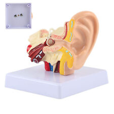 Ear model model for sale  Shipping to Ireland