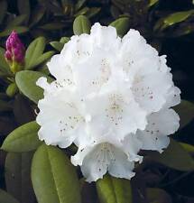 Hochstamm rhododendron schneek gebraucht kaufen  Bad Zwischenahn