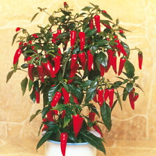Suttons chilli pepper for sale  PAIGNTON