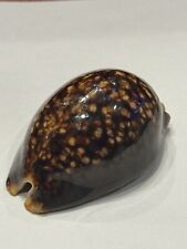 Cypraea mauritiana (Linnaeus,1758) "HUMPBACK COWRIE" 82.00mm Palau for sale  Shipping to South Africa