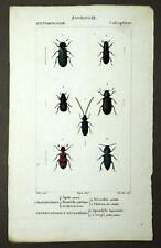 Various Curculionidae Insect Entomology Beetles engraving Watercolour 1819 for sale  Shipping to South Africa