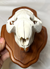 Beaver skull mount for sale  Crandall