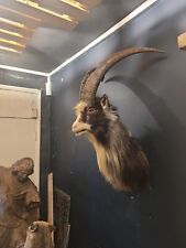 Vintage large taxidermy for sale  KINGSWINFORD