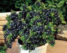 blueberry bush for sale  New Castle