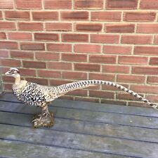 Taxidermy reeves pheasant for sale  IPSWICH
