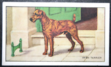 Irish terrier vintage for sale  DERBY