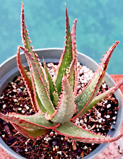 Aloe krakatoa diameter for sale  Saratoga