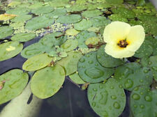 Tanque de agua dulce flotante fácil estanque planta purificador de agua pecera segunda mano  Embacar hacia Argentina