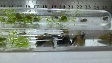 Bladder snails malaysian for sale  STOKE-ON-TRENT