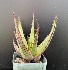 Aloe broomii rare for sale  Marana