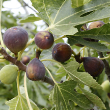 Black mission fig for sale  Danielson