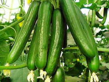 Beit alpha cucumber for sale  Salem
