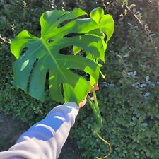 Large monstera deliciosa for sale  Columbia