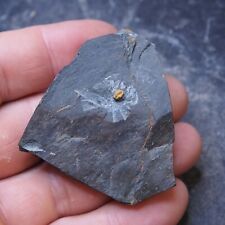 Czech trilobite skreiaspis d'occasion  Expédié en Belgium