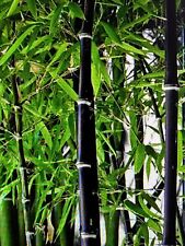 Fresh black bamboo for sale  Honolulu