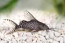 Synodontis pygmy catfish for sale  UK