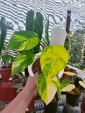Beautiful Monstera Aurea Marmorata REAL Picture - Aroid Variegated - Plant Gift for sale  Shipping to South Africa