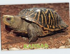 ornate box turtle for sale  Stevens Point
