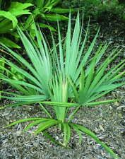 Sabal palmetto palm for sale  Palm Coast