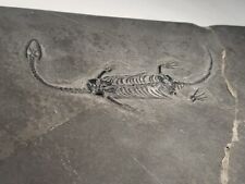 Complete keichousaur fossil for sale  Oaklyn