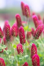 Seed incarnate clover for sale  Shipping to Ireland