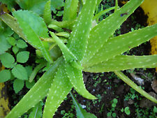 Aloe vera plants for sale  Marysville