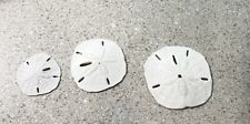 F1213h sand dollar for sale  Seekonk