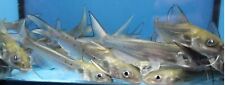 channel catfish for sale  Oroville