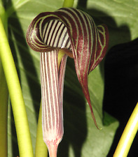 Arisaema franchetianum beautif for sale  Los Angeles