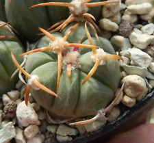 Echinocactus horizonthalonius  gebraucht kaufen  Düsseldorf