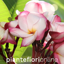 Talea/pianta - Plumeria PINK PANSY - pomelia rosa/bianca profumata frangipani  usato  Palermo