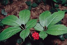 Usa stratified ginseng for sale  Martinsville