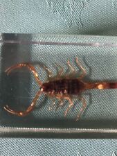 Real golden scorpion for sale  UCKFIELD