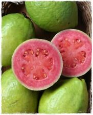 Pianta guava rosa usato  Montichiari