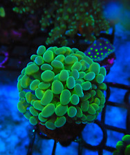 Hammer coral wysiwyg for sale  RUGELEY