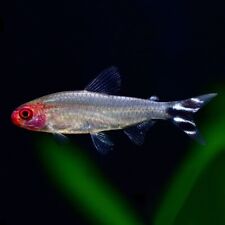 Rummy nose tetras for sale  GLASGOW