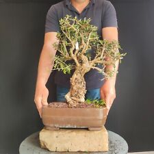 Bonsai olivastro usato  San Pancrazio Salentino