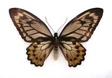 ornithoptera for sale  Hot Springs Village